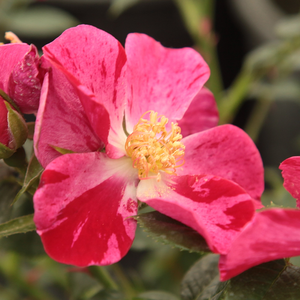 Web trgovina ruža - polianta ruže  - crvena  - Rosa  Ruby™ - - - - - Kis terek színesítésére valamint cserépbe ültetve teraszok díszítésére egyaránt alkalmas.